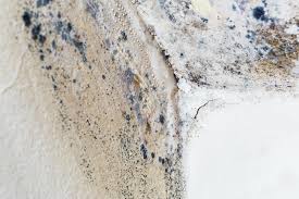 Why You Should Choose Our Mold Remediation Services in Grovetown, GA